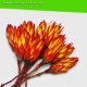 protea suszona - pęczek